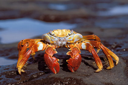 Crabe rouge des laves